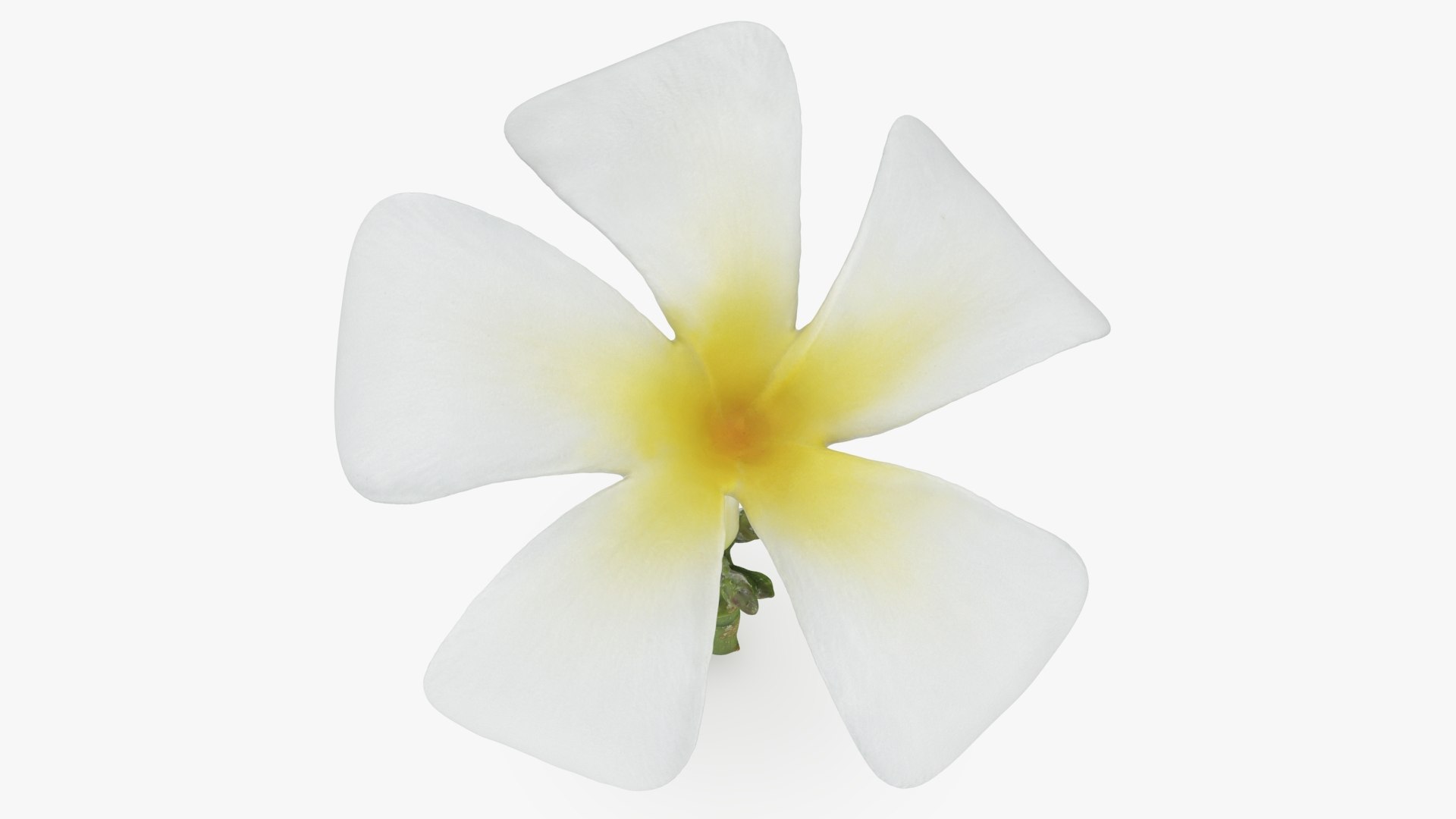 Plumeria Alba 3D https://p.turbosquid.com/ts-thumb/Sj/LR6P4C/jZ/plumeriaalba_b0010/jpg/1742121698/1920x1080/fit_q87/56e4928b9388327801e6be47fa723a8c27f84f65/plumeriaalba_b0010.jpg