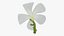 Plumeria Alba