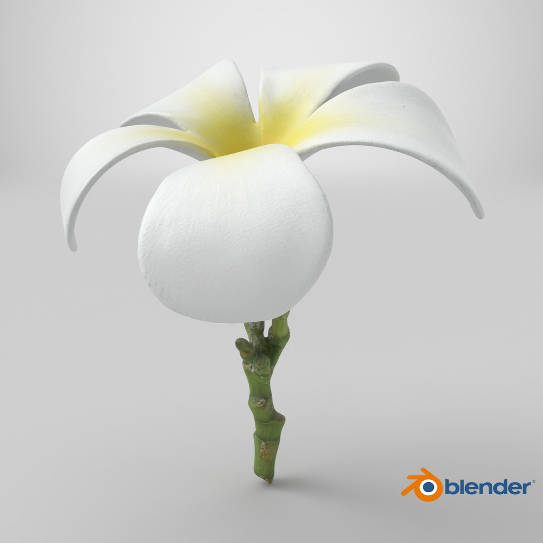 Plumeria Alba 3D https://p.turbosquid.com/ts-thumb/Sj/LR6P4C/v3/stemcell_blender_cycles_render/png/1742820126/1920x1080/fit_q87/129625c190d44554e1c3633f5a99546521dfec8f/stemcell_blender_cycles_render.jpg