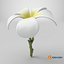 Plumeria Alba