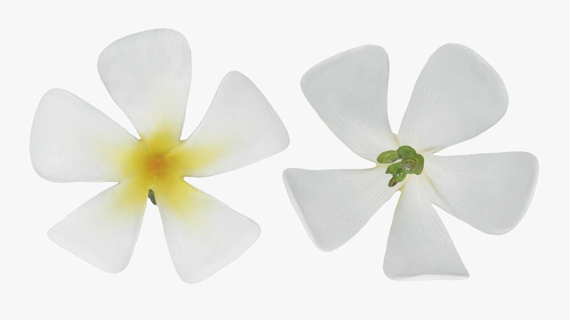 Plumeria Alba 3D https://p.turbosquid.com/ts-thumb/Sj/LR6P4C/v5/plumeriaalba_a0002/jpg/1742121694/1920x1080/fit_q87/2629e38ed3c9bf9329ad3fee7773064b0dc6ba06/plumeriaalba_a0002.jpg