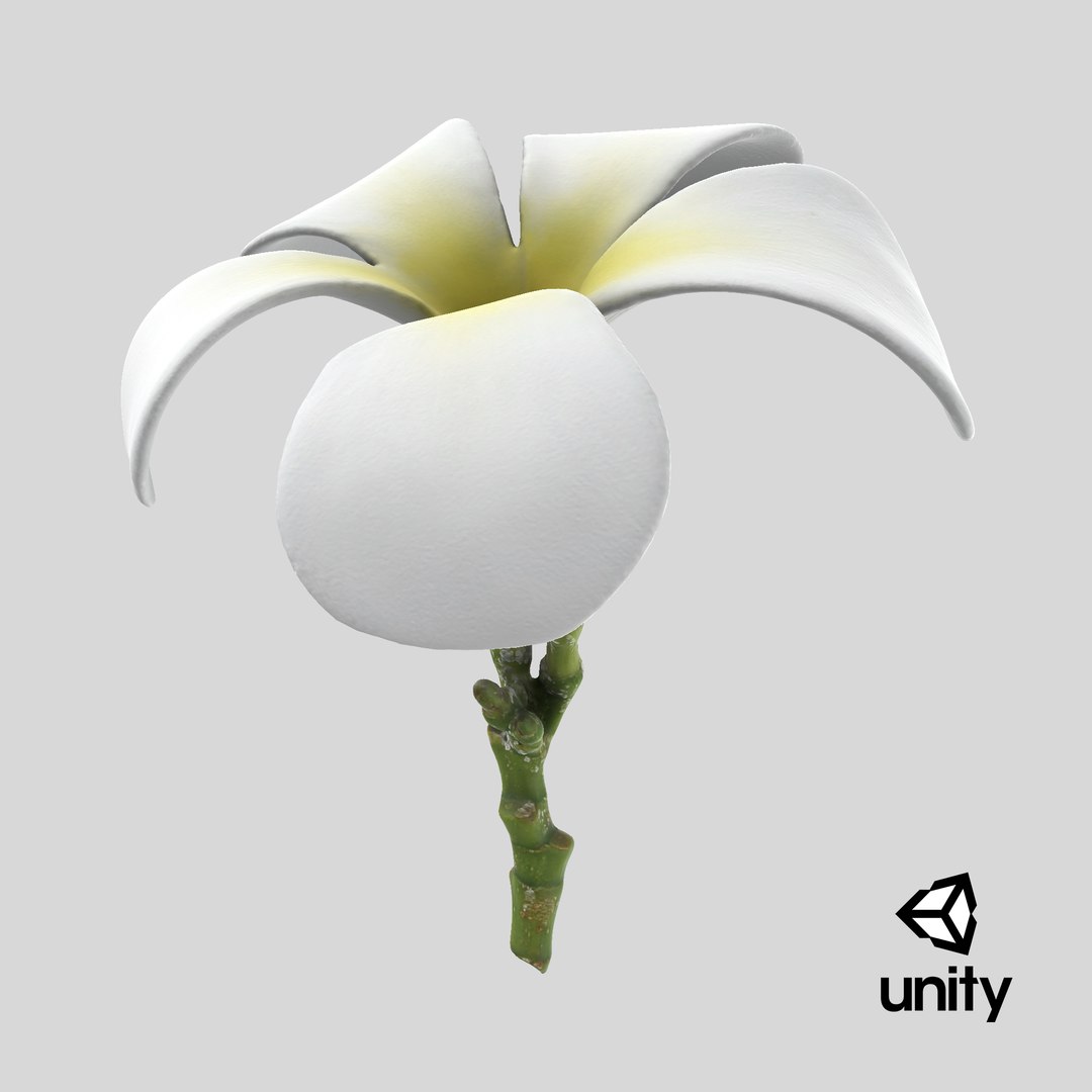 Plumeria Alba 3D https://p.turbosquid.com/ts-thumb/Sj/LR6P4C/yf/stemcell_unity_render/png/1742820138/1920x1080/fit_q87/4ccb382ef116b2dfc2fd84b7b9aedfe9c21c6039/stemcell_unity_render.jpg