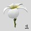 Plumeria Alba