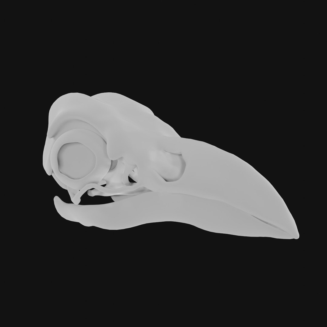 Raven Skull 3D Model - TurboSquid 1992832