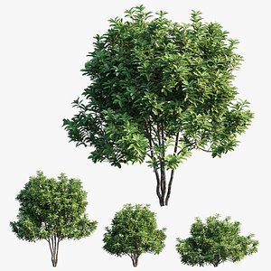 3D model plant set 22