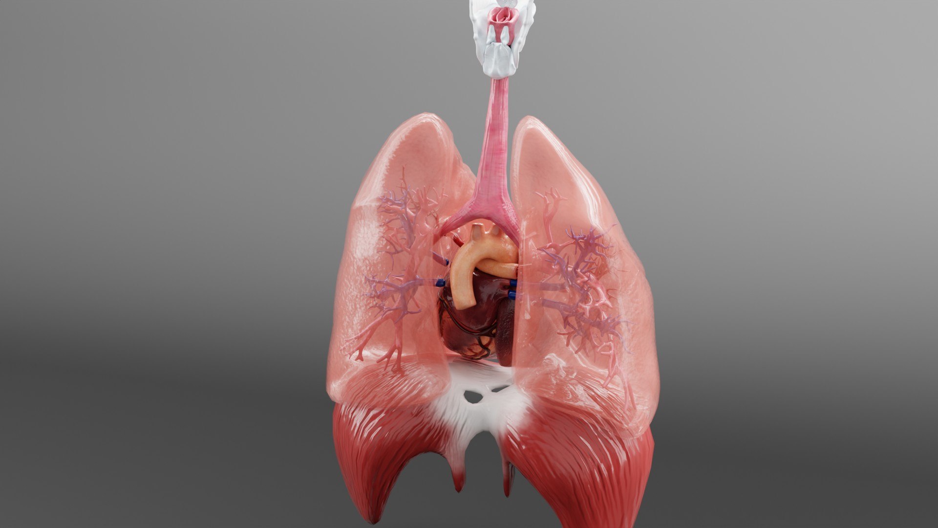 3D model Medical Grade Adult Heart  Lung Anatomy 3D Model blender https://p.turbosquid.com/ts-thumb/Sj/V9tyOx/2g/xfdh2/jpg/1779292997/1920x1080/fit_q87/ac130061e467bc62be40a23614570b95bcc6d50e/xfdh2.jpg