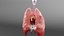 Medical Grade Adult Heart  Lung Anatomy 3D Model blender