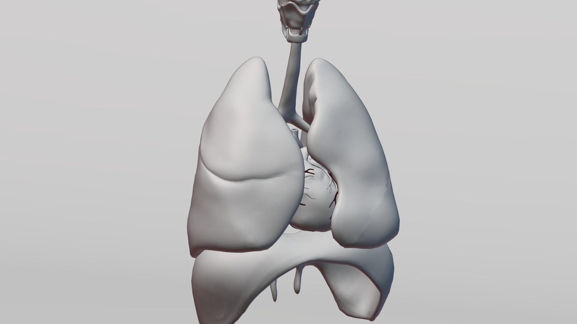 3D model Medical Grade Adult Heart  Lung Anatomy 3D Model blender https://p.turbosquid.com/ts-thumb/Sj/V9tyOx/A3/xfdh7/jpg/1779292996/1920x1080/fit_q87/2ffaa834c90ace2adff7ea30b9acc5c0a7b8a803/xfdh7.jpg