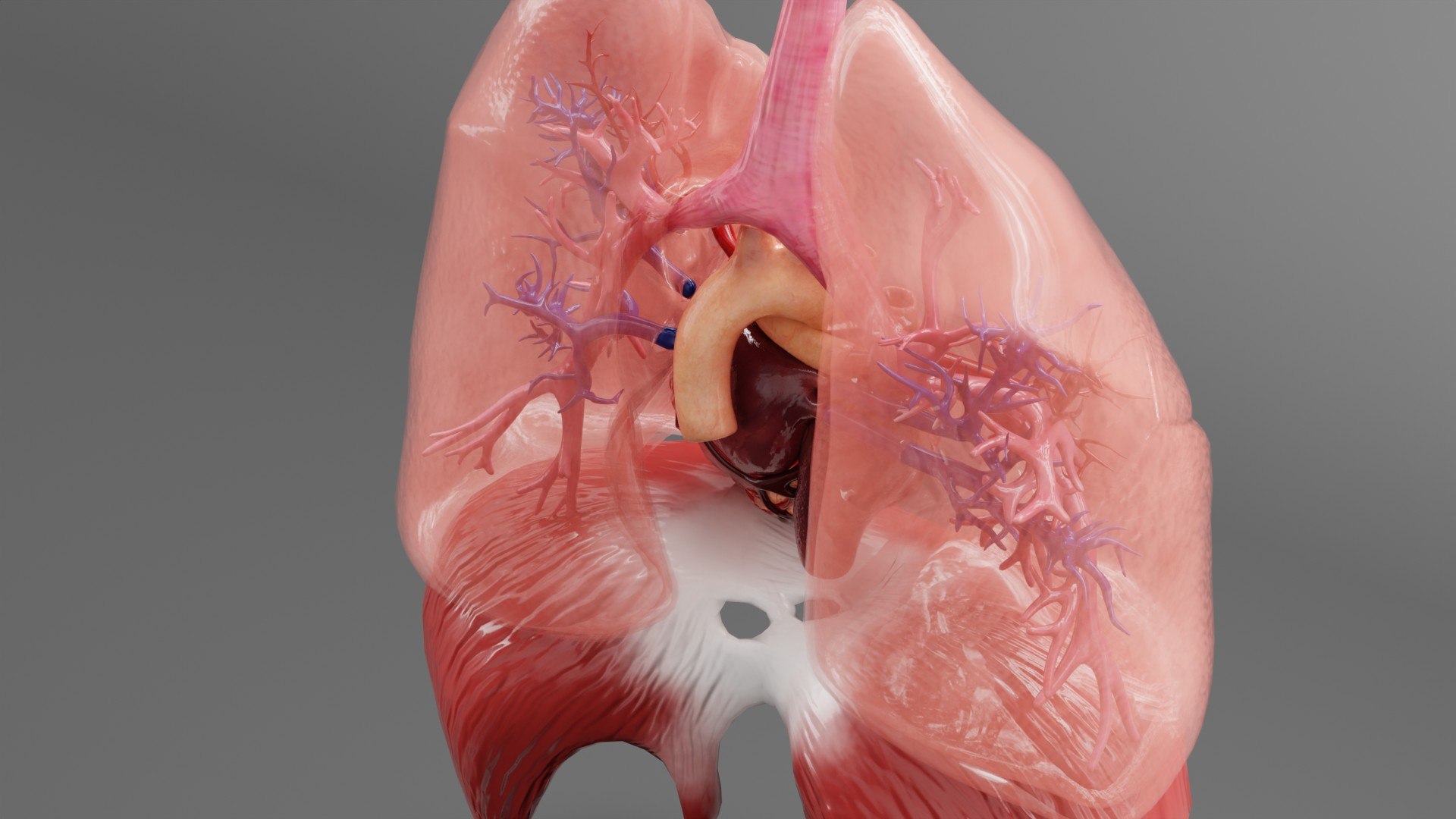 3D model Medical Grade Adult Heart  Lung Anatomy 3D Model blender https://p.turbosquid.com/ts-thumb/Sj/V9tyOx/RK/xfdh5/jpg/1779292991/1920x1080/fit_q87/642e018d3bc0843ee3e85c1e75b6491d2d9f5602/xfdh5.jpg