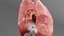 Medical Grade Adult Heart  Lung Anatomy 3D Model blender