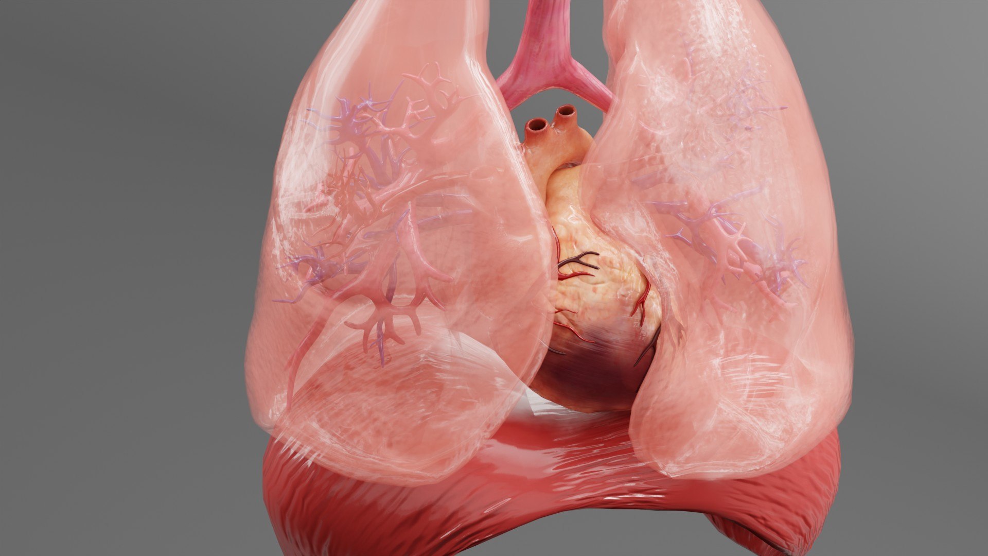 3D model Medical Grade Adult Heart  Lung Anatomy 3D Model blender https://p.turbosquid.com/ts-thumb/Sj/V9tyOx/X4/xfdh6/jpg/1779292992/1920x1080/fit_q87/6fb420defef05600580aa1966dd6f899e0fab815/xfdh6.jpg