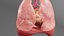 Medical Grade Adult Heart  Lung Anatomy 3D Model blender