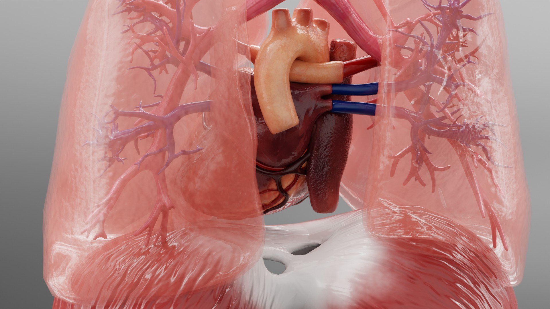 3D model Medical Grade Adult Heart  Lung Anatomy 3D Model blender https://p.turbosquid.com/ts-thumb/Sj/V9tyOx/cb/xfdh4/jpg/1779292990/1920x1080/fit_q87/a9362510c947a3f0024e746aeabc56d2f1945cd0/xfdh4.jpg