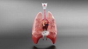 3D model Medical Grade Adult Heart  Lung Anatomy 3D Model blender
