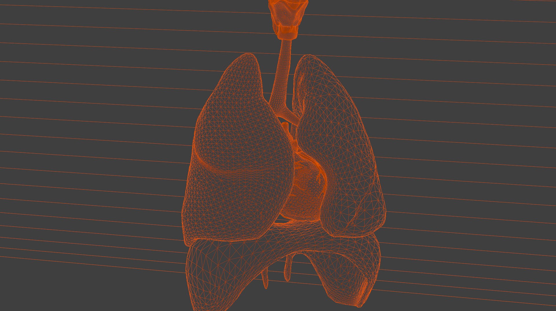 3D model Medical Grade Adult Heart  Lung Anatomy 3D Model blender https://p.turbosquid.com/ts-thumb/Sj/V9tyOx/yn/xfdh8/jpg/1779292994/1920x1080/fit_q87/92a712b2332776def57bbcba457152403278bd9d/xfdh8.jpg