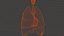 Medical Grade Adult Heart  Lung Anatomy 3D Model blender