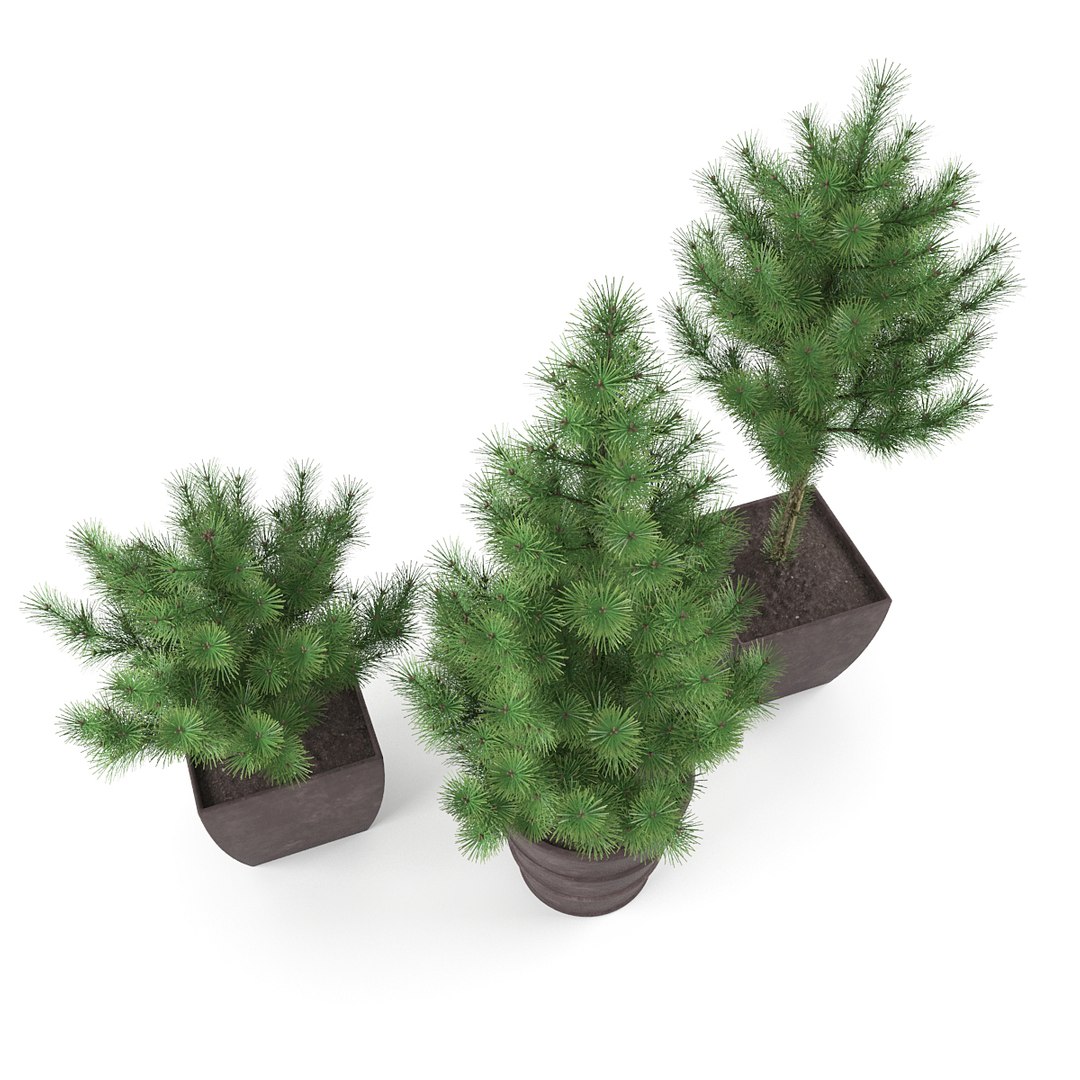 3d max pine - set 1 https://p.turbosquid.com/ts-thumb/Sj/VPvb95/G2WdsGFJ/02/jpg/1468504847/1920x1080/fit_q87/e178961650ed08934459b363b6886fd26b7d87cc/02.jpg