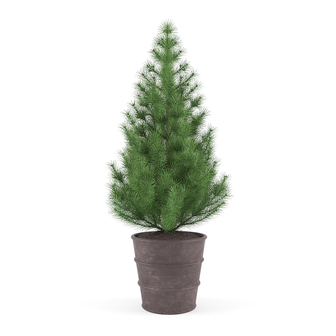 3d max pine - set 1 https://p.turbosquid.com/ts-thumb/Sj/VPvb95/chD7lgqT/04/jpg/1468504847/1920x1080/fit_q87/93edfcba3c7b9bb6d974dd42cde46706fc143ed3/04.jpg