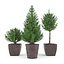Pine - Set 1
