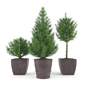 Pine - Set 1