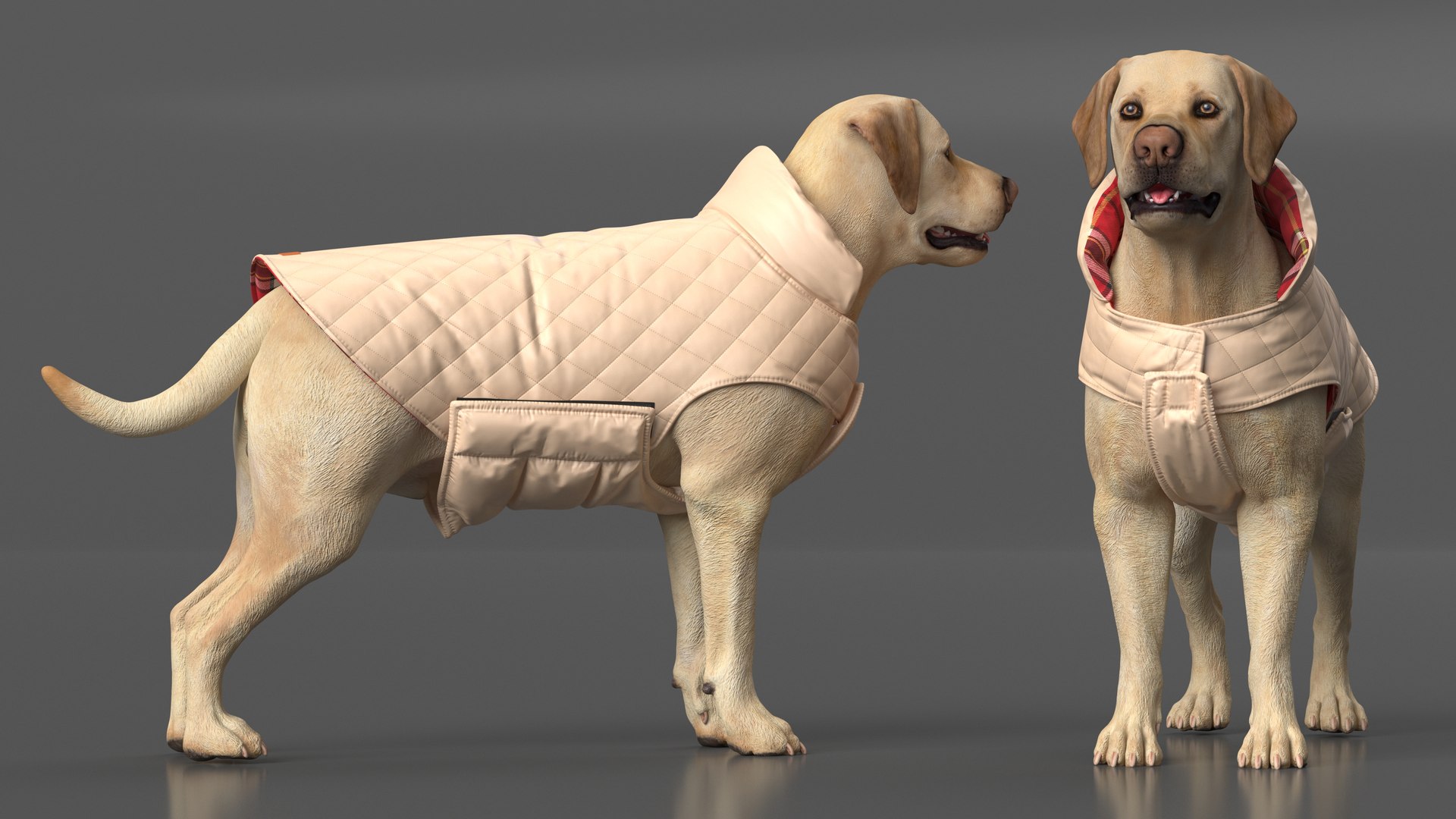 Labrador Wearing Beige Coat(1) 3D model https://p.turbosquid.com/ts-thumb/Sj/WA3F80/6O/labradorwearingbeigecoatc4dmodel004/jpg/1678698086/1920x1080/fit_q87/bec8449d35010338255653b47ba4e2632f0c9ac1/labradorwearingbeigecoatc4dmodel004.jpg