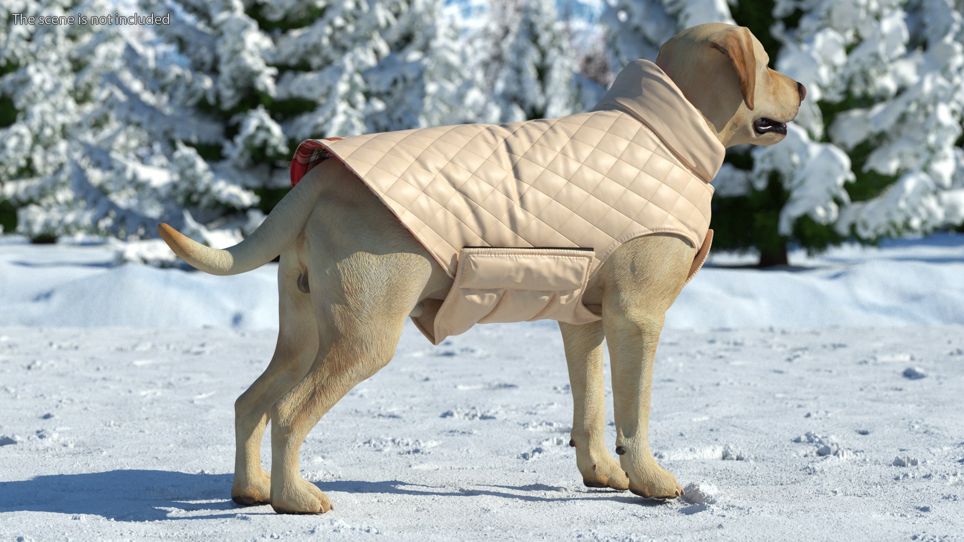 Labrador Wearing Beige Coat(1) 3D model https://p.turbosquid.com/ts-thumb/Sj/WA3F80/8D/labradorwearingbeigecoatc4dmodel003/jpg/1678698083/1920x1080/fit_q87/75e239a5b6c8e08b2e16c6ce732e77b3cf5a3520/labradorwearingbeigecoatc4dmodel003.jpg