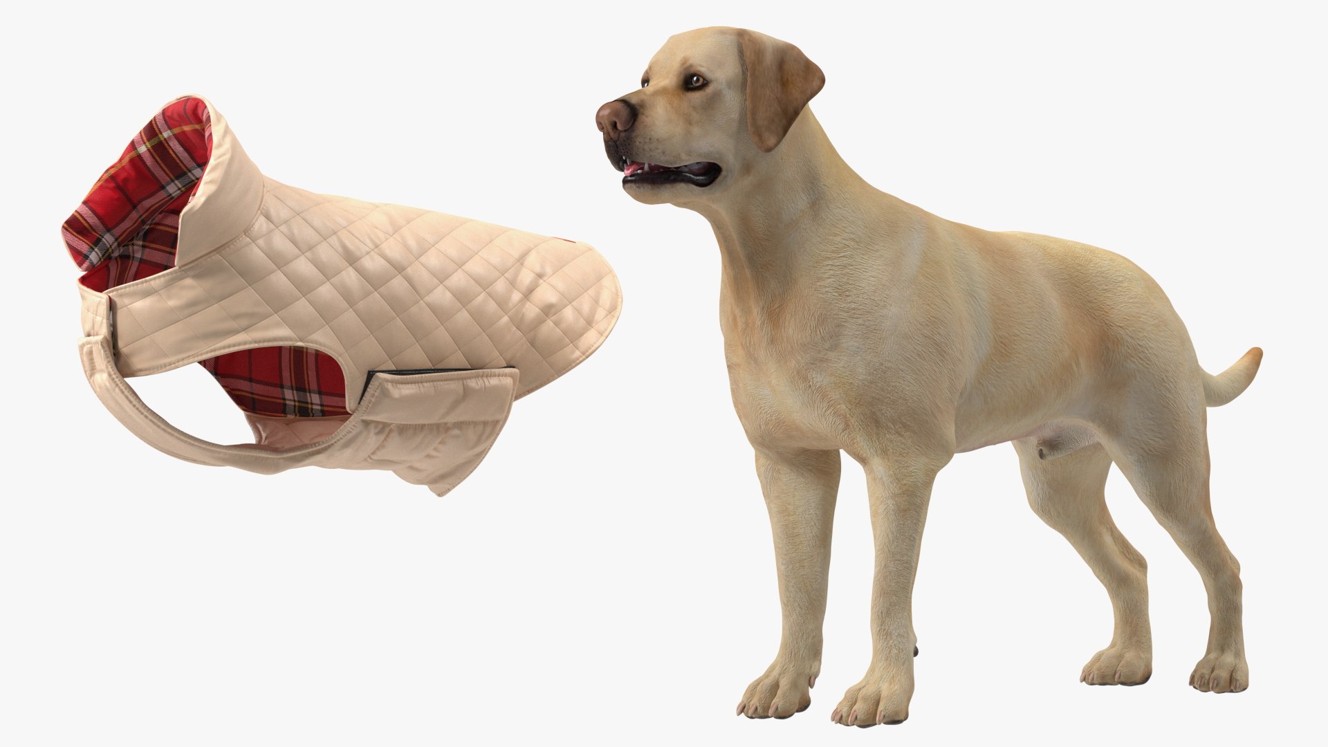 Labrador Wearing Beige Coat(1) 3D model https://p.turbosquid.com/ts-thumb/Sj/WA3F80/95/labradorwearingbeigecoatc4dmodel016/jpg/1678698123/1920x1080/fit_q87/083dd0a46f55092bef41a6a3afbc20b75fbfc454/labradorwearingbeigecoatc4dmodel016.jpg