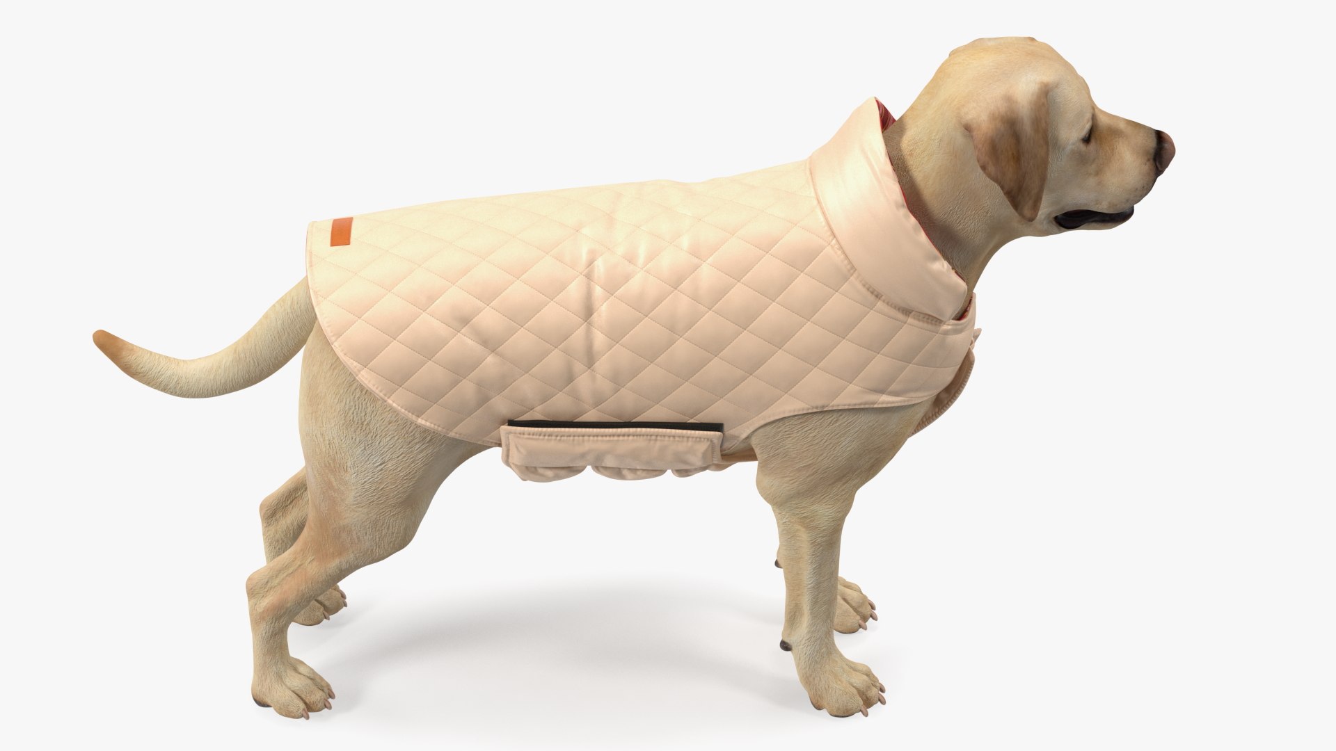 Labrador Wearing Beige Coat(1) 3D model https://p.turbosquid.com/ts-thumb/Sj/WA3F80/CG/labradorwearingbeigecoatc4dmodel008/jpg/1678698100/1920x1080/fit_q87/5ba7cc0b3761900aab3bcbd785484fdc941c0fd1/labradorwearingbeigecoatc4dmodel008.jpg