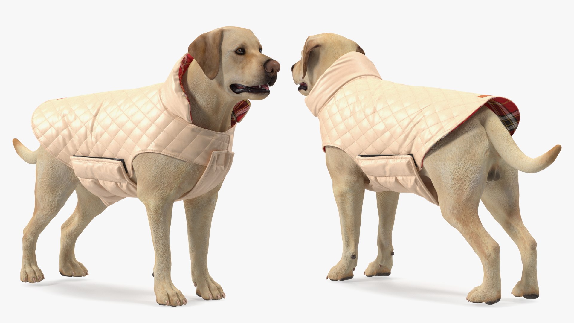 Labrador Wearing Beige Coat(1) 3D model https://p.turbosquid.com/ts-thumb/Sj/WA3F80/OR/labradorwearingbeigecoatc4dmodel007/jpg/1678698095/1920x1080/fit_q87/e2abc638fd391e70948b3f82e97abf946c947438/labradorwearingbeigecoatc4dmodel007.jpg
