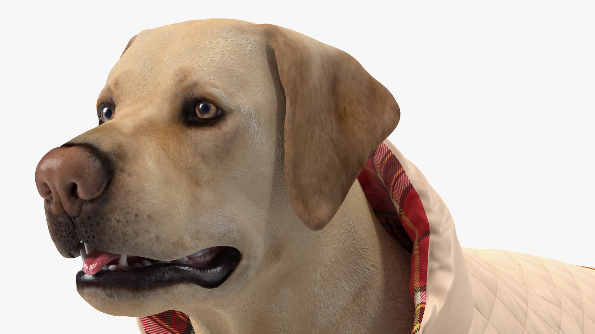 Labrador Wearing Beige Coat(1) 3D model https://p.turbosquid.com/ts-thumb/Sj/WA3F80/WT/labradorwearingbeigecoatc4dmodel012/jpg/1678698112/1920x1080/fit_q87/d135f3ef2a54e3a6feb46d5a25513a739e69c039/labradorwearingbeigecoatc4dmodel012.jpg