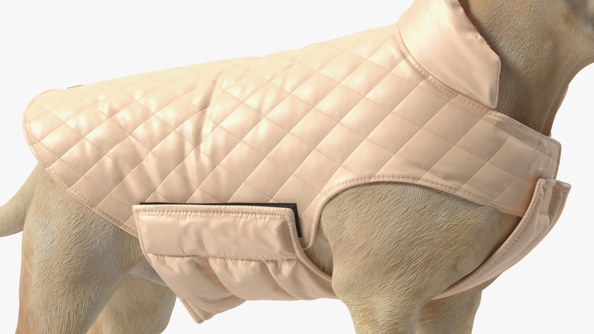 Labrador Wearing Beige Coat(1) 3D model https://p.turbosquid.com/ts-thumb/Sj/WA3F80/b6/labradorwearingbeigecoatc4dmodel011/jpg/1678698109/1920x1080/fit_q87/4c1d0c908706901a75620f99c6d1624eaf1cd799/labradorwearingbeigecoatc4dmodel011.jpg