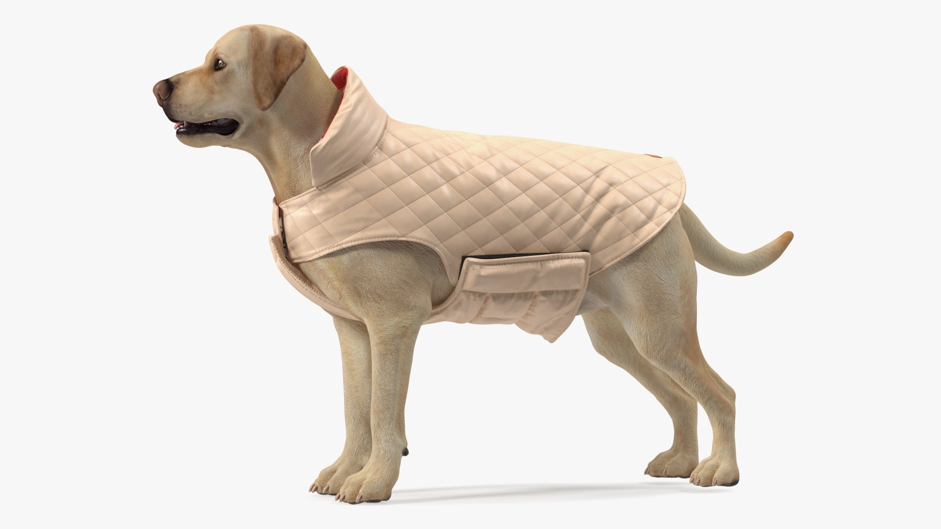 Labrador Wearing Beige Coat(1) 3D model https://p.turbosquid.com/ts-thumb/Sj/WA3F80/d3/labradorwearingbeigecoatc4dmodel005/jpg/1678698090/1920x1080/fit_q87/f648a79012782e3328ea1129ab3c44b4b50211be/labradorwearingbeigecoatc4dmodel005.jpg
