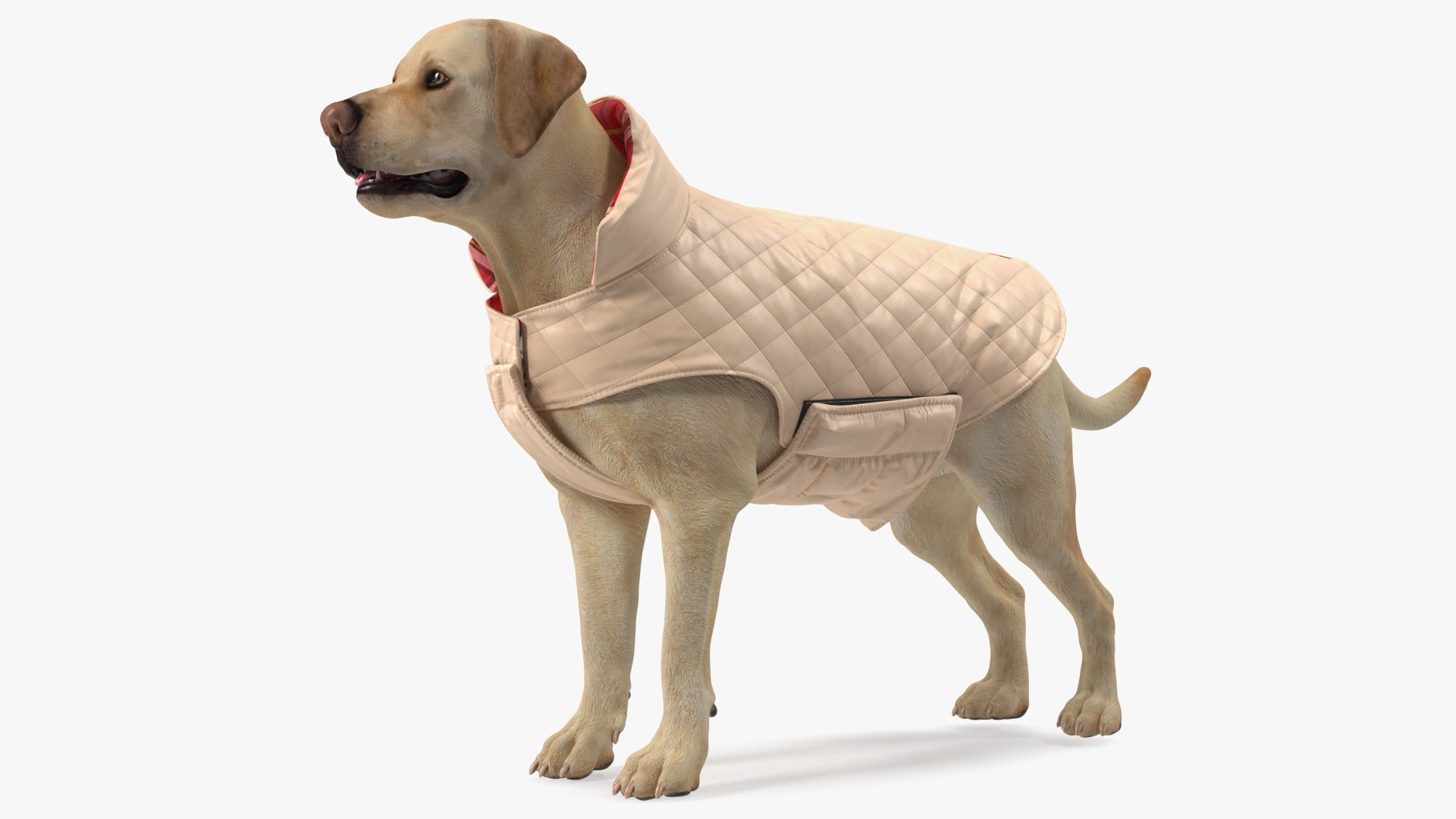 Labrador Wearing Beige Coat 3D model preview