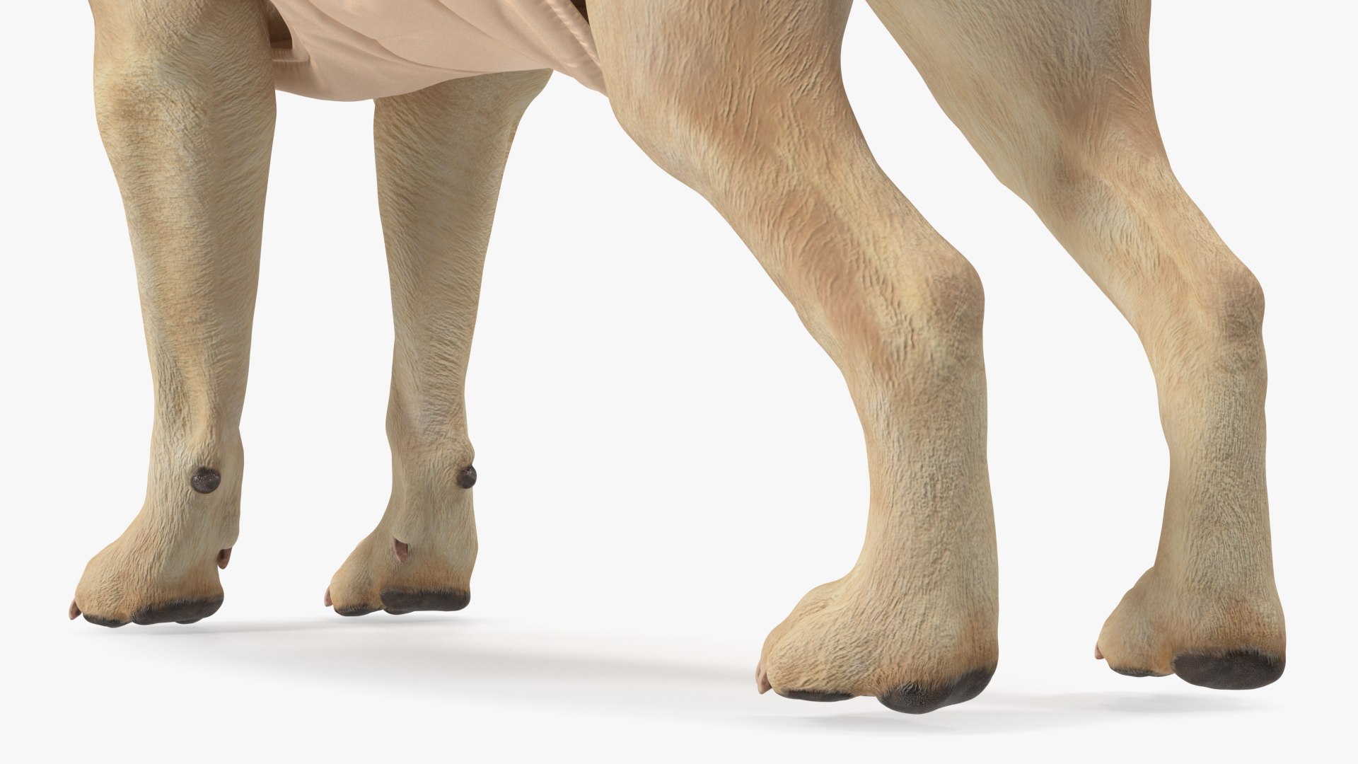 Labrador Wearing Beige Coat(1) 3D model https://p.turbosquid.com/ts-thumb/Sj/WA3F80/k1/labradorwearingbeigecoatc4dmodel014/jpg/1678698118/1920x1080/fit_q87/2399efe5c55f413576323f1a88772fd6b4d3d1cf/labradorwearingbeigecoatc4dmodel014.jpg