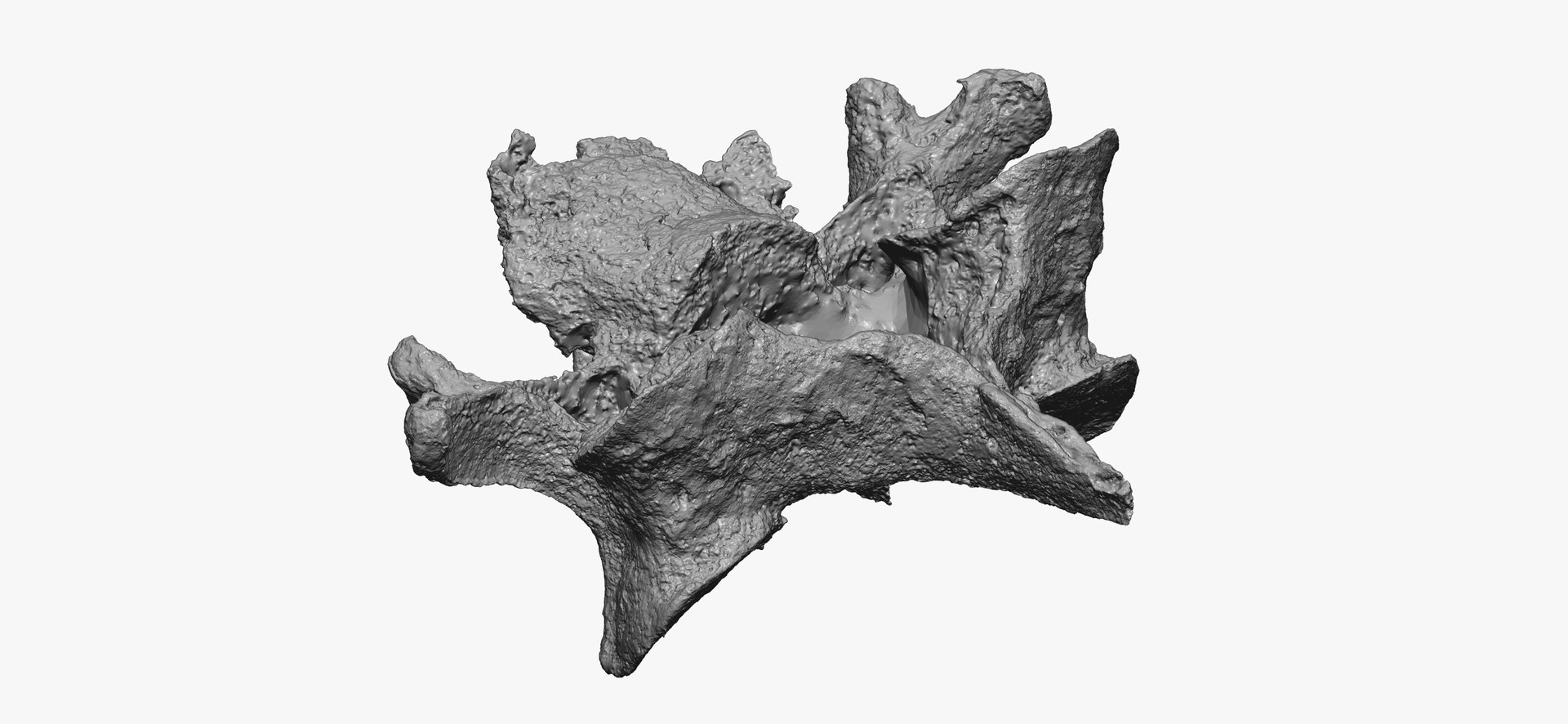 Pavian Monkey Male Cervical Vertebrae C4 RAW Scan Model - TurboSquid ...