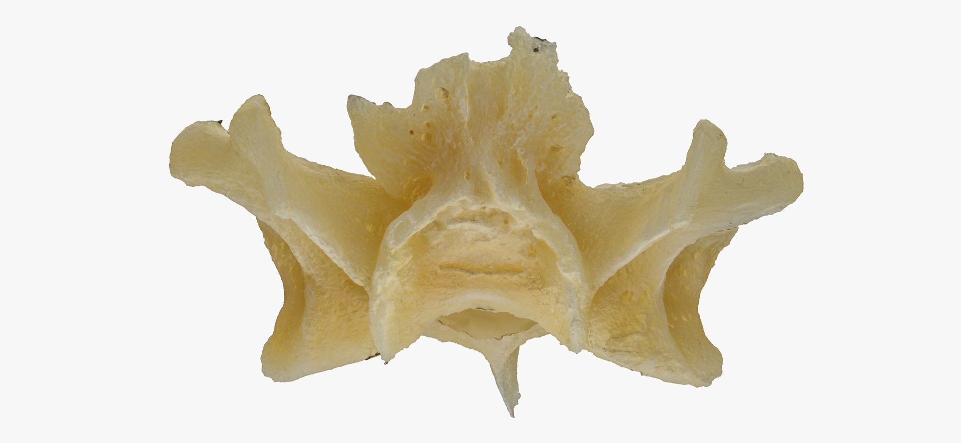 Pavian Monkey Male Cervical Vertebrae C4 RAW Scan Model - TurboSquid ...