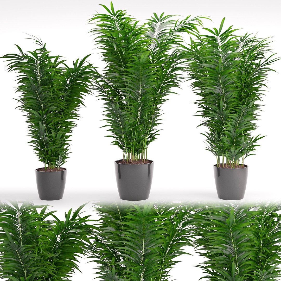 Houseplant 3D model - TurboSquid 1294581