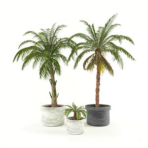 palms 3D model