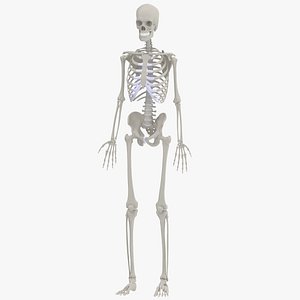 anatomically accurate human 3d model
