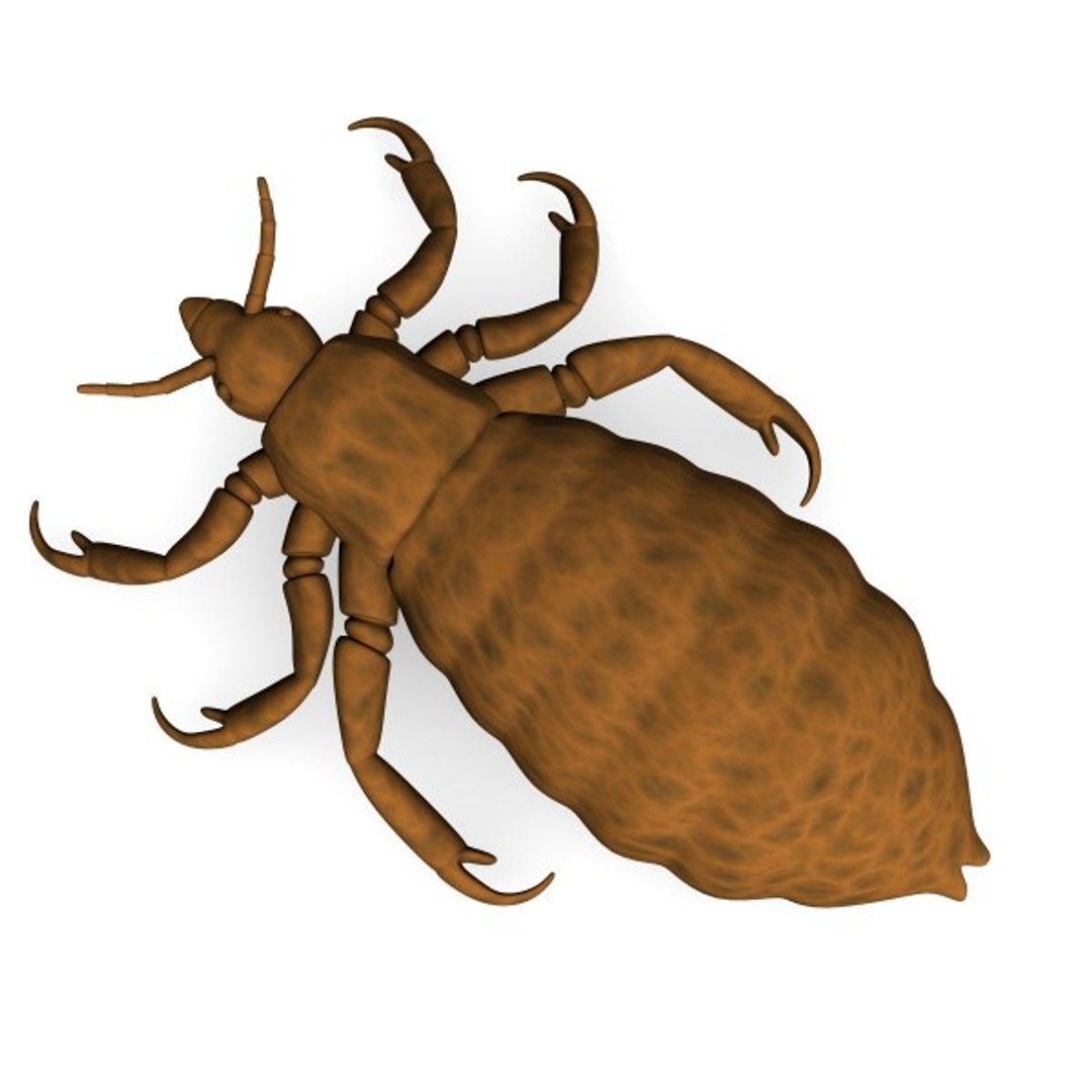 Parasites Louse Tick Flea 3ds