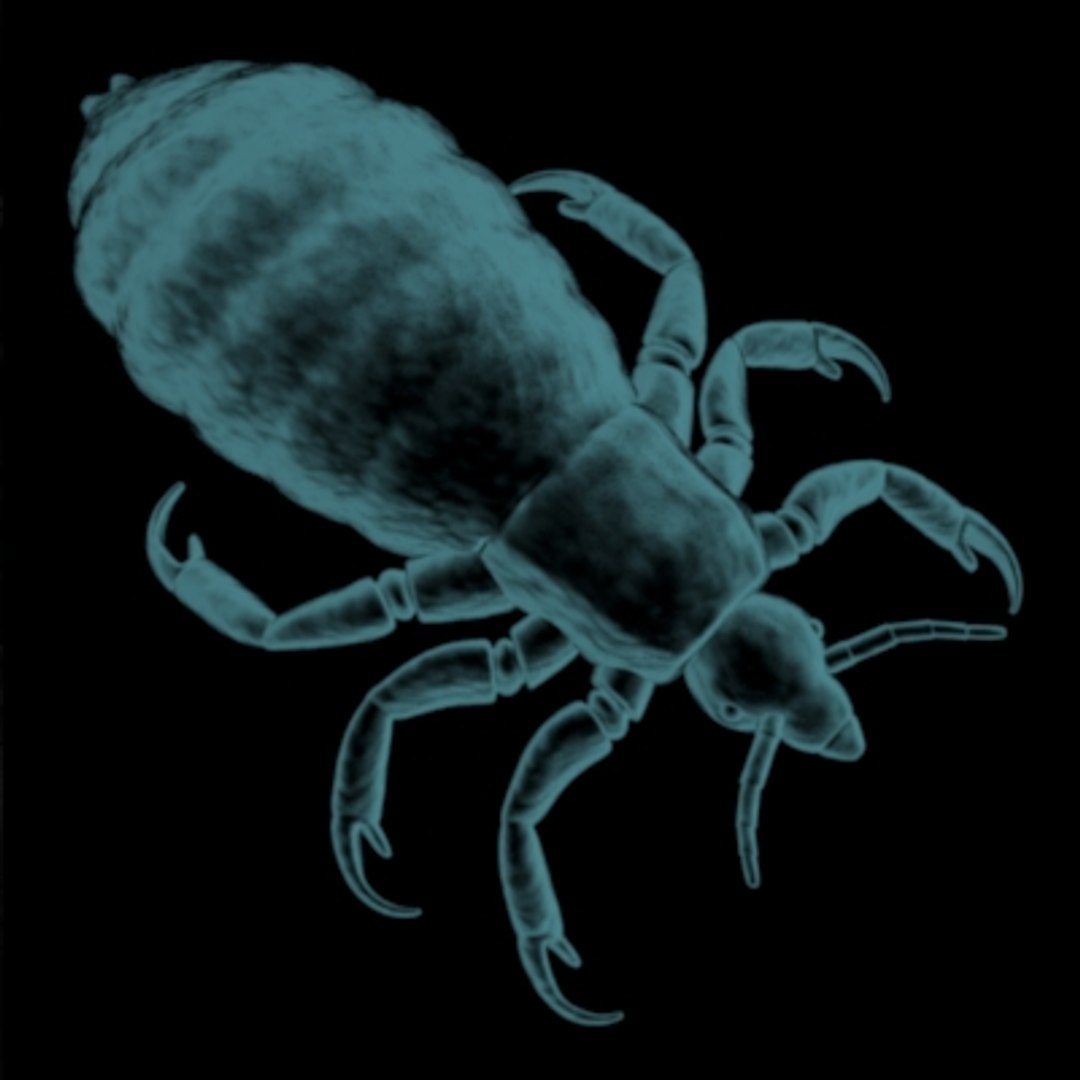 Parasites Louse Tick Flea 3ds