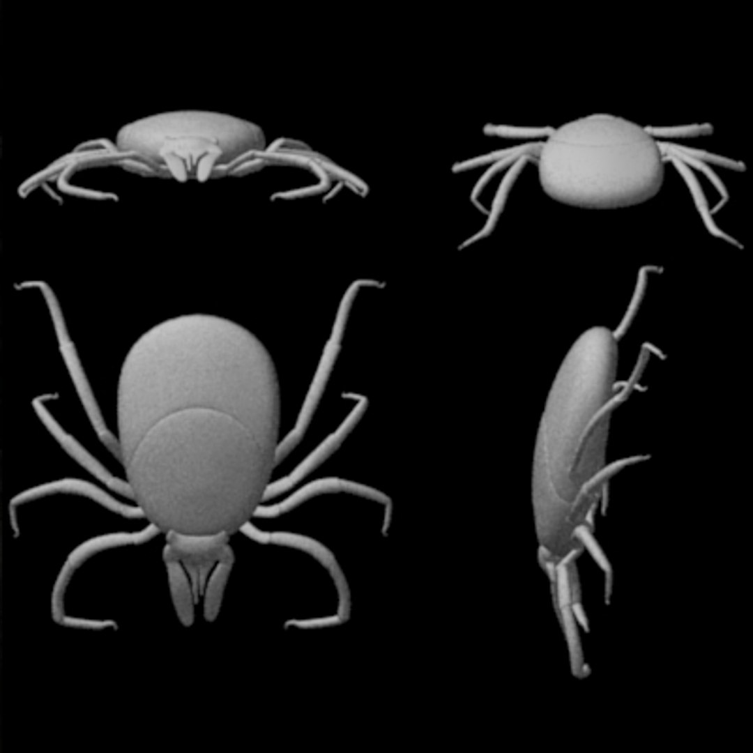 Parasites Louse Tick Flea 3ds