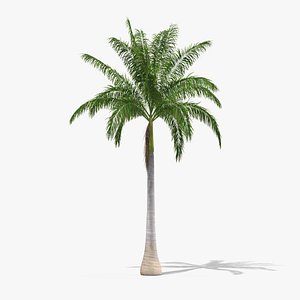 Roystonea Regia Cuban Royal Palm