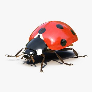 3d ladybug rigged fur