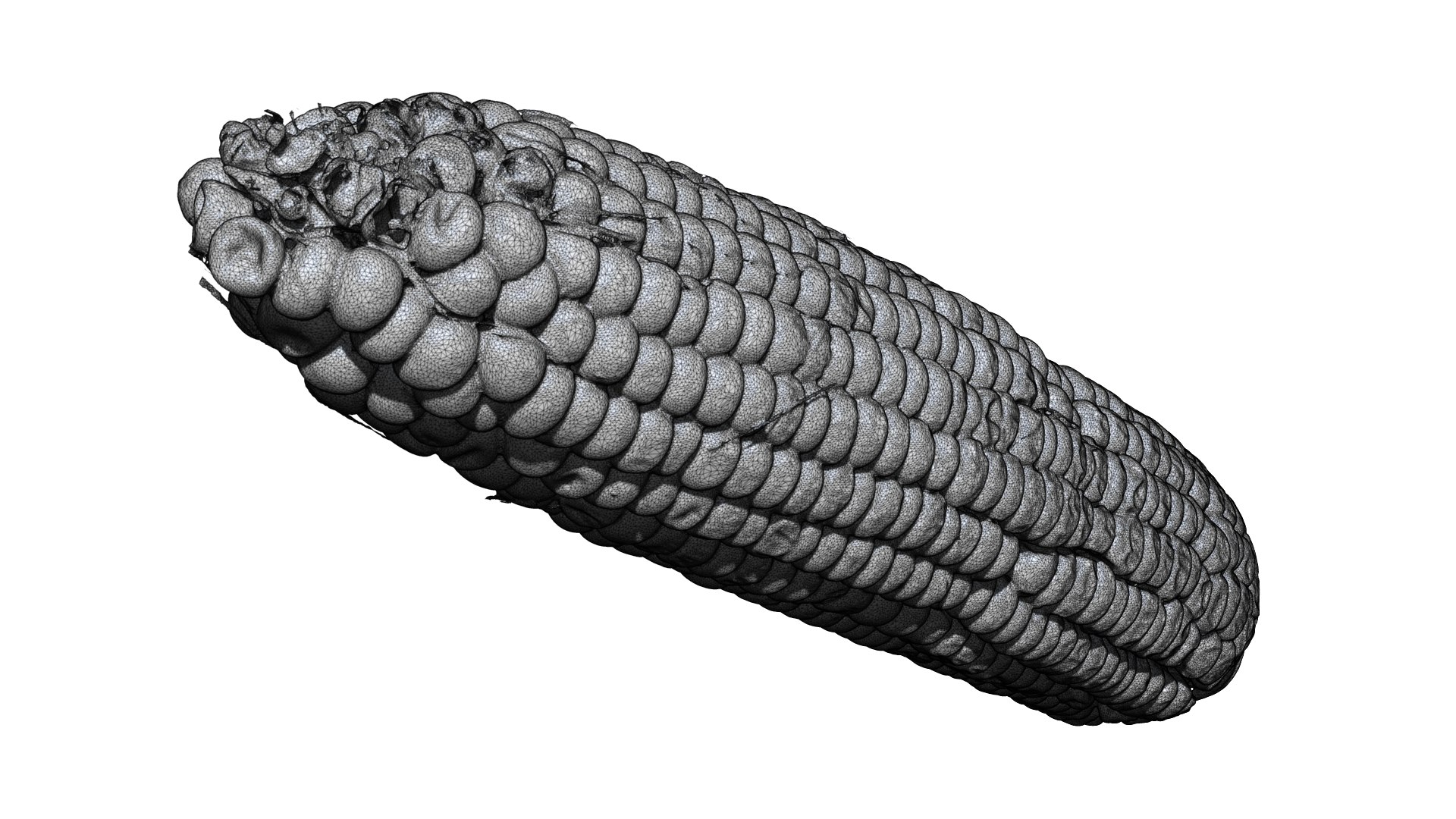 Corn 3D CT Scan Model Decimate 80 Percent 3D Model - TurboSquid 1945182