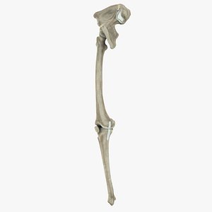 max human leg bones
