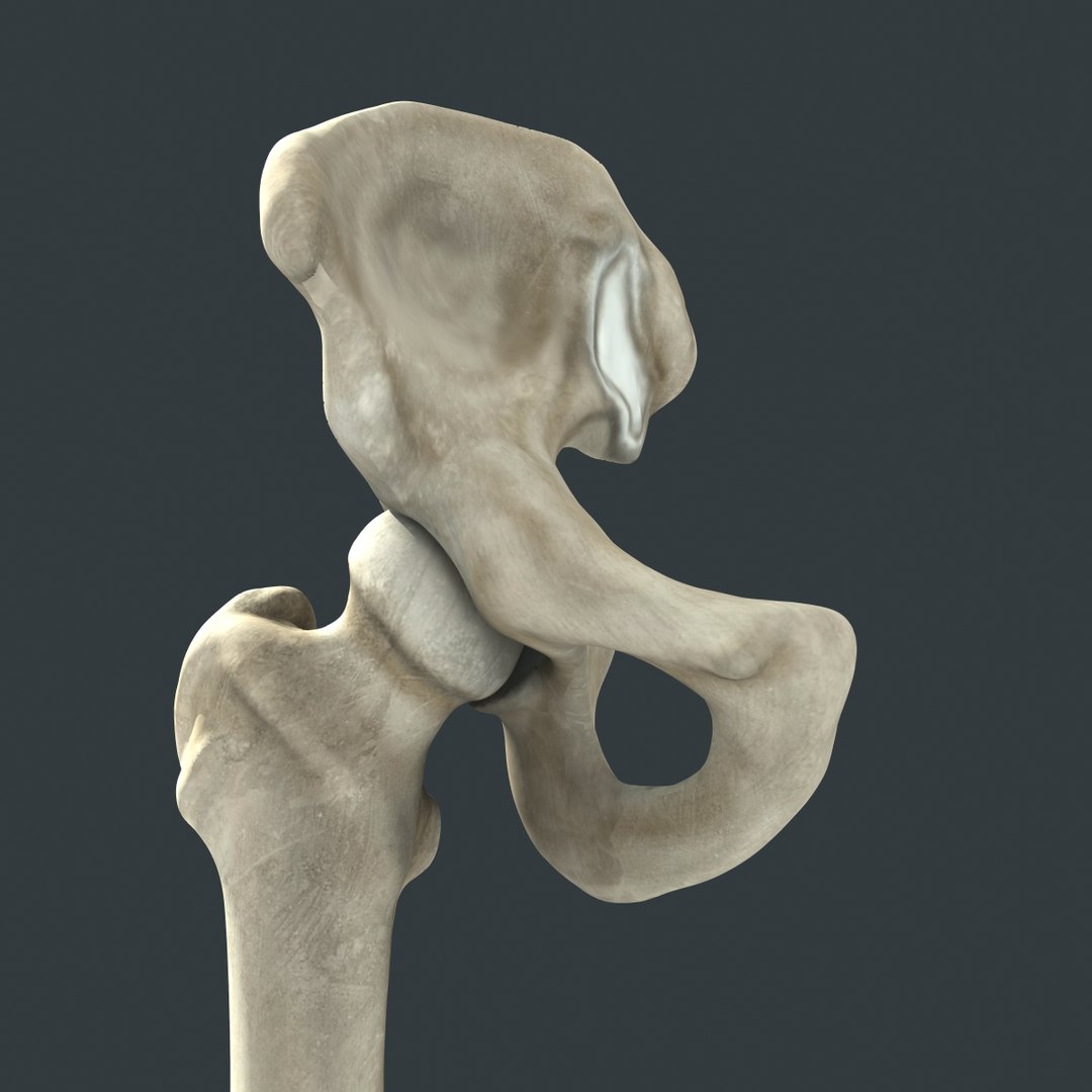 max human leg bones https://p.turbosquid.com/ts-thumb/Sk/16TJCw/yjQP1FY2/leg_bones_render_07/jpg/1400405273/1920x1080/fit_q87/867b67a165bd452a5f9b8c289d64a0aa9b872328/leg_bones_render_07.jpg