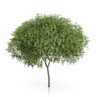 Staghorn Sumac Tree (Rhus typhina) 7.2m