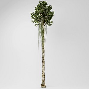 3D agarwood tree model