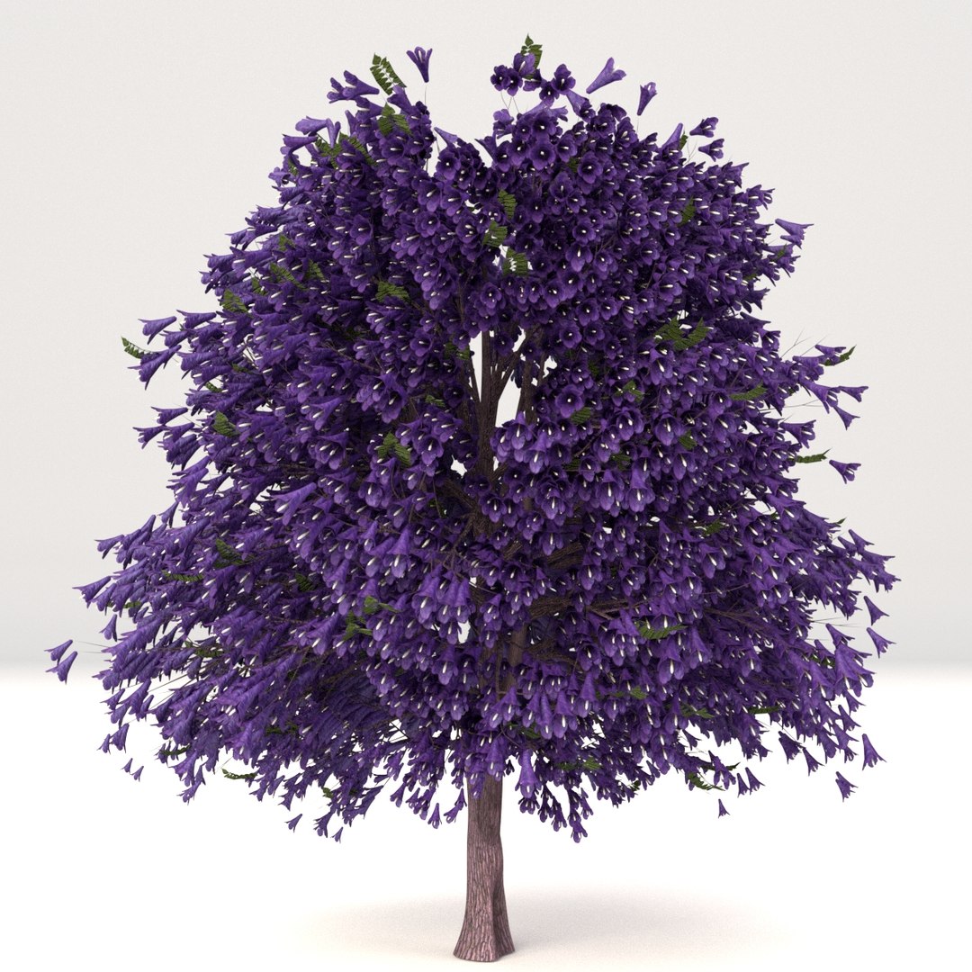 Young Mature Jacaranda Tree 3d Model - Turbosquid 1418130